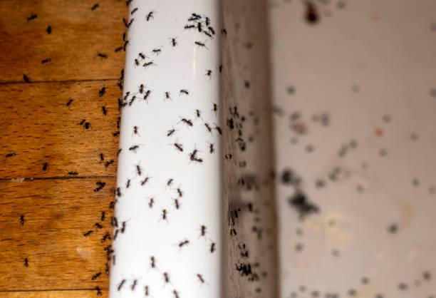 Best Commercial Pest Control Services  in Lakeland, FL