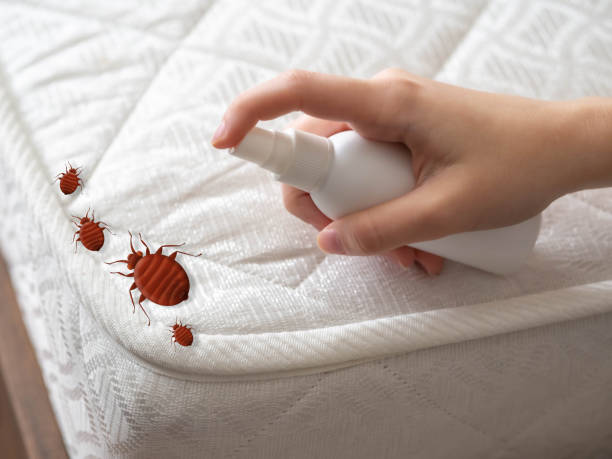 Best Wasp Removal Services  in Lakeland, FL